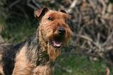 WELSH TERRIER 018